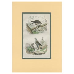 Grabado antiguo de aves de un gavilán y un azor por Fournier 'c.1835'
