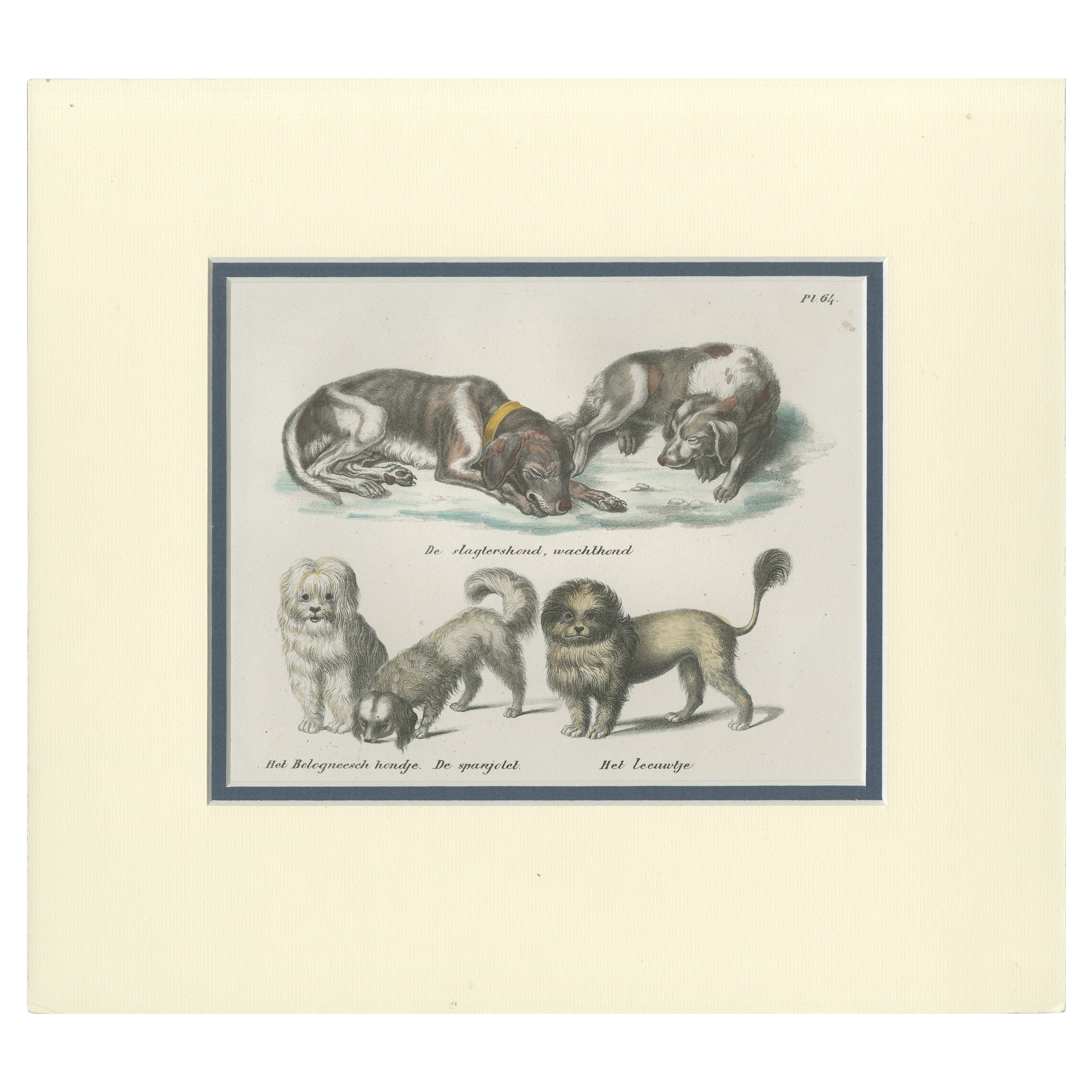 Antiker Druck verschiedener Hundebreeds von Schinz, 1845