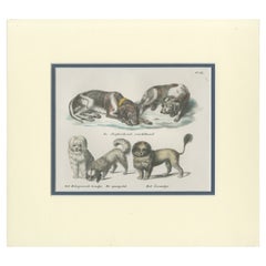 Grabado antiguo de varias razas de perros de Schinz '1845