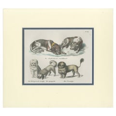 Antique Print of various Dog Breeds by Schinz '1845'