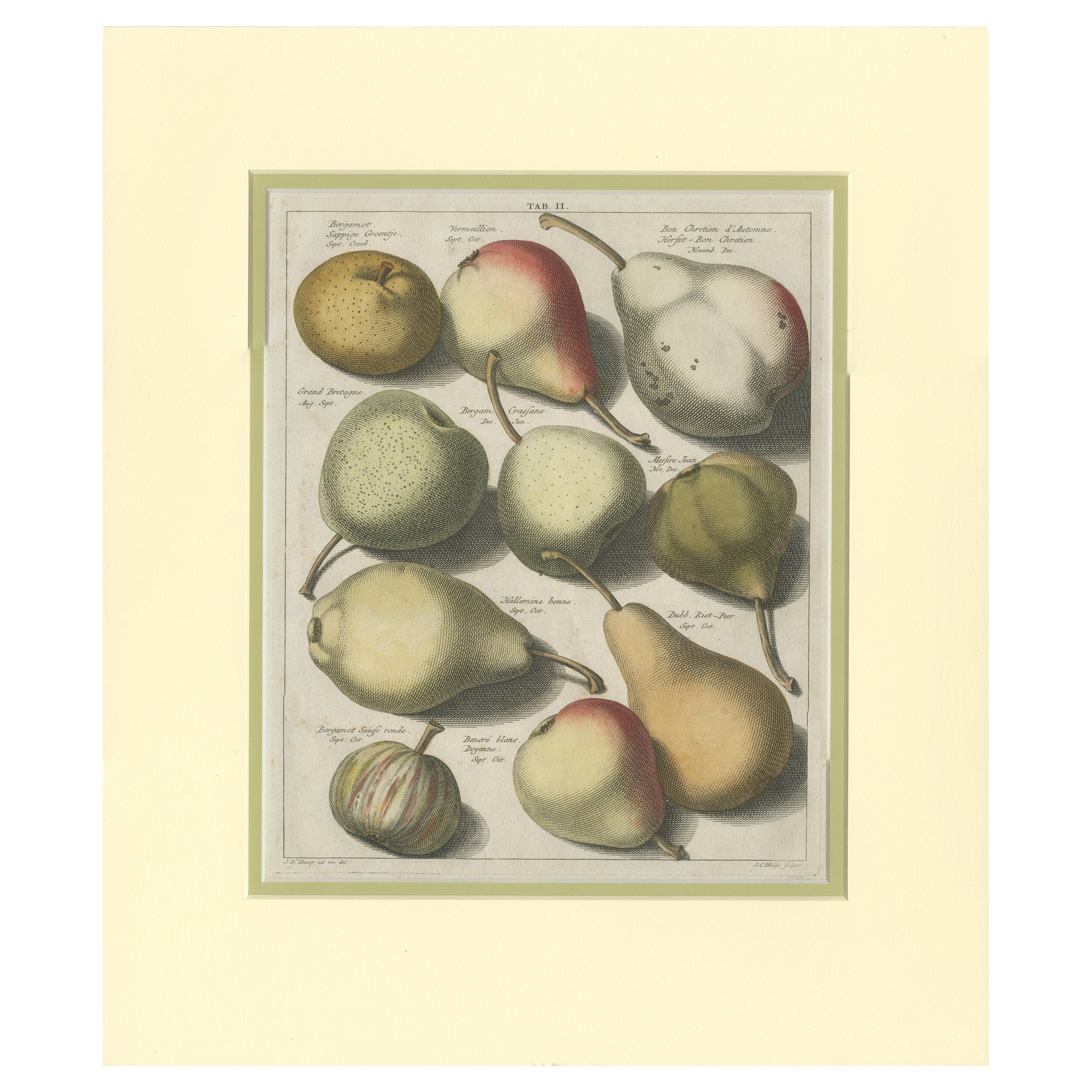 Tab II Antique Print of Various Pears by Knoop '1758' For Sale