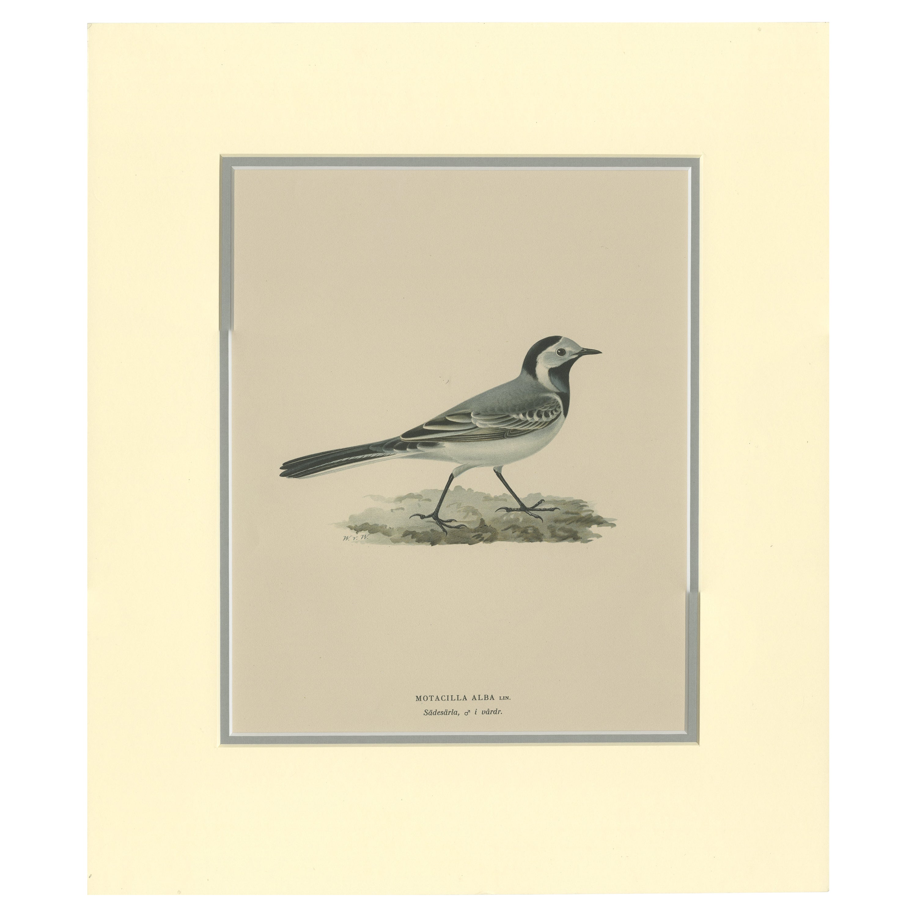 Antique Bird Print of the White Wagtail by Von Wright '1927' For Sale