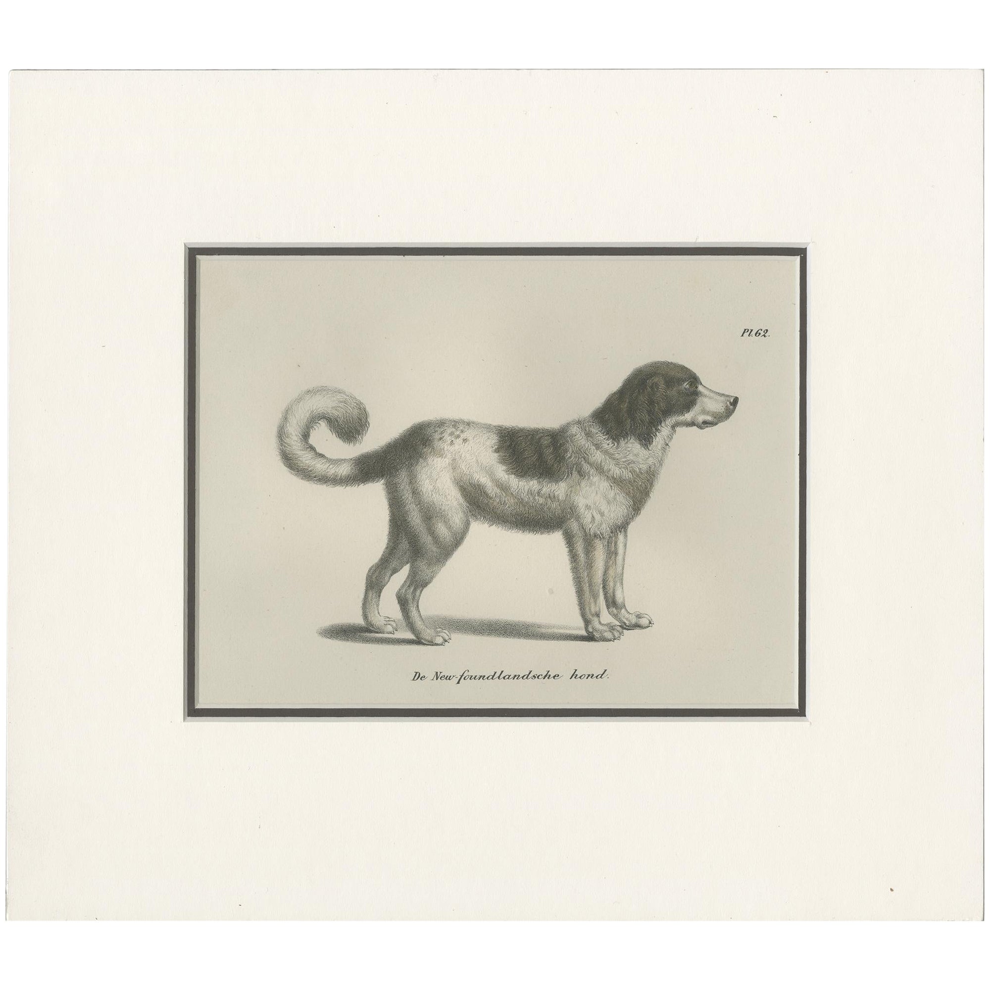 Grabado antiguo de un perro de Terranova por Schinz '1845
