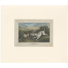 Antique Print of Harrier Dogs hunting Hares by Wheble '1797'