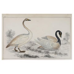 Original Antique Print of Swans, 1847, 'Unframed'