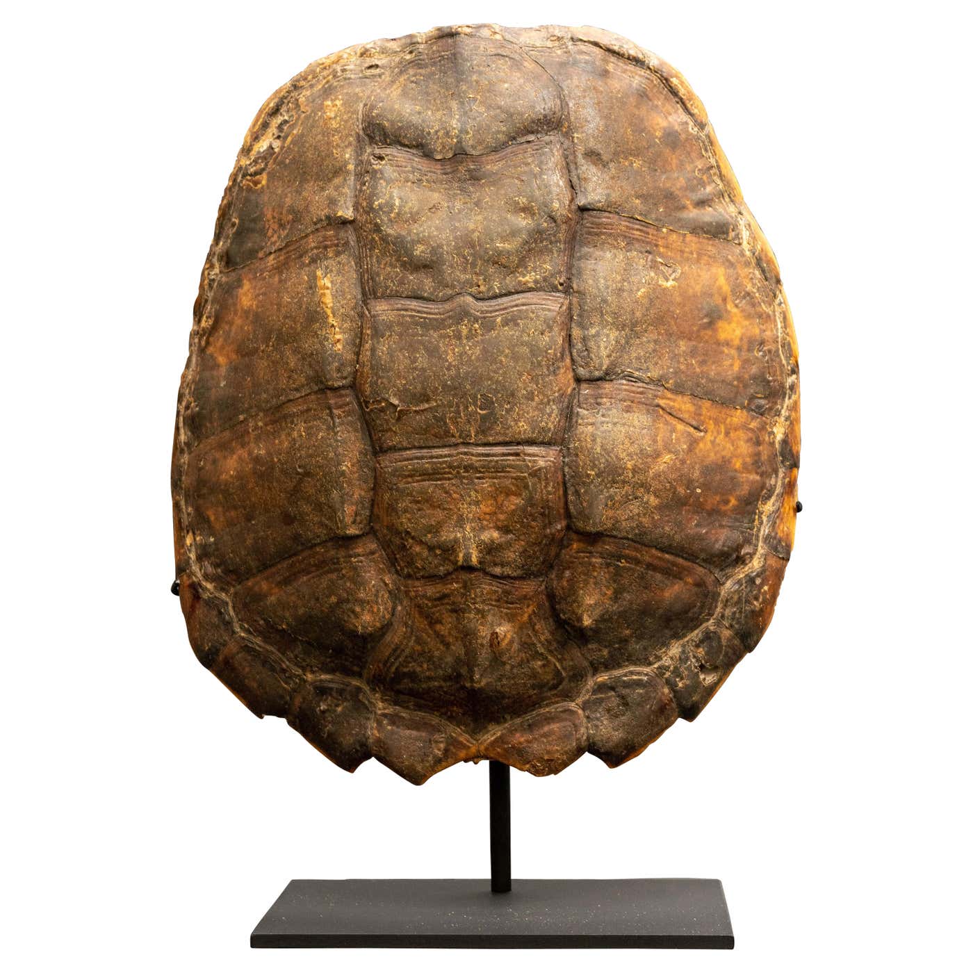 Mounted Snapping Turtle Shell at 1stDibs | turtle shell taxidermy ...