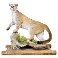 Cougar Taxidermy Mount on Base