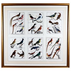 Framed Group of 18th Century Bird Engravings by b Georges-Louis Leclerc