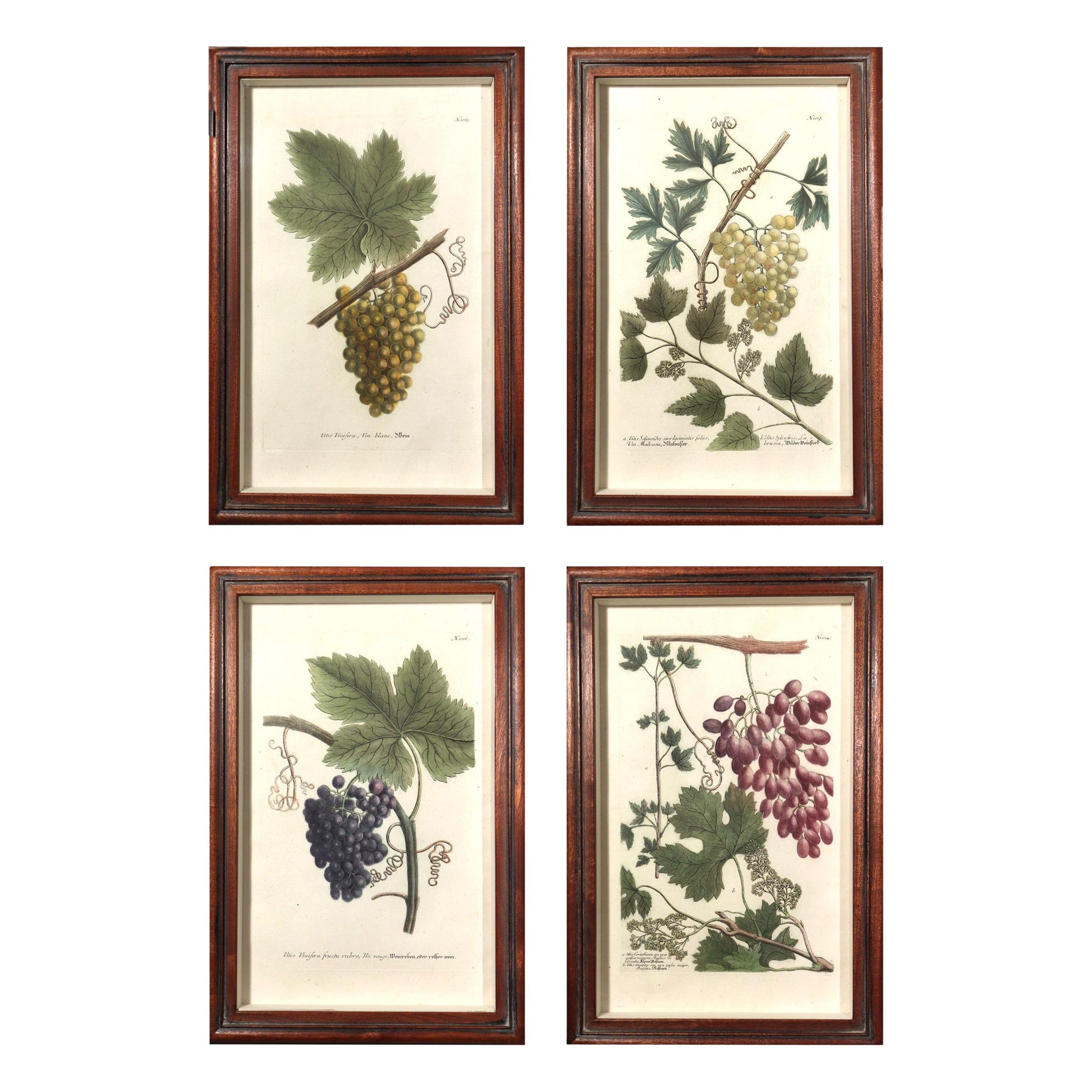 18th-century Johann Weinmann Engravings of Grapes, Set of Four For Sale