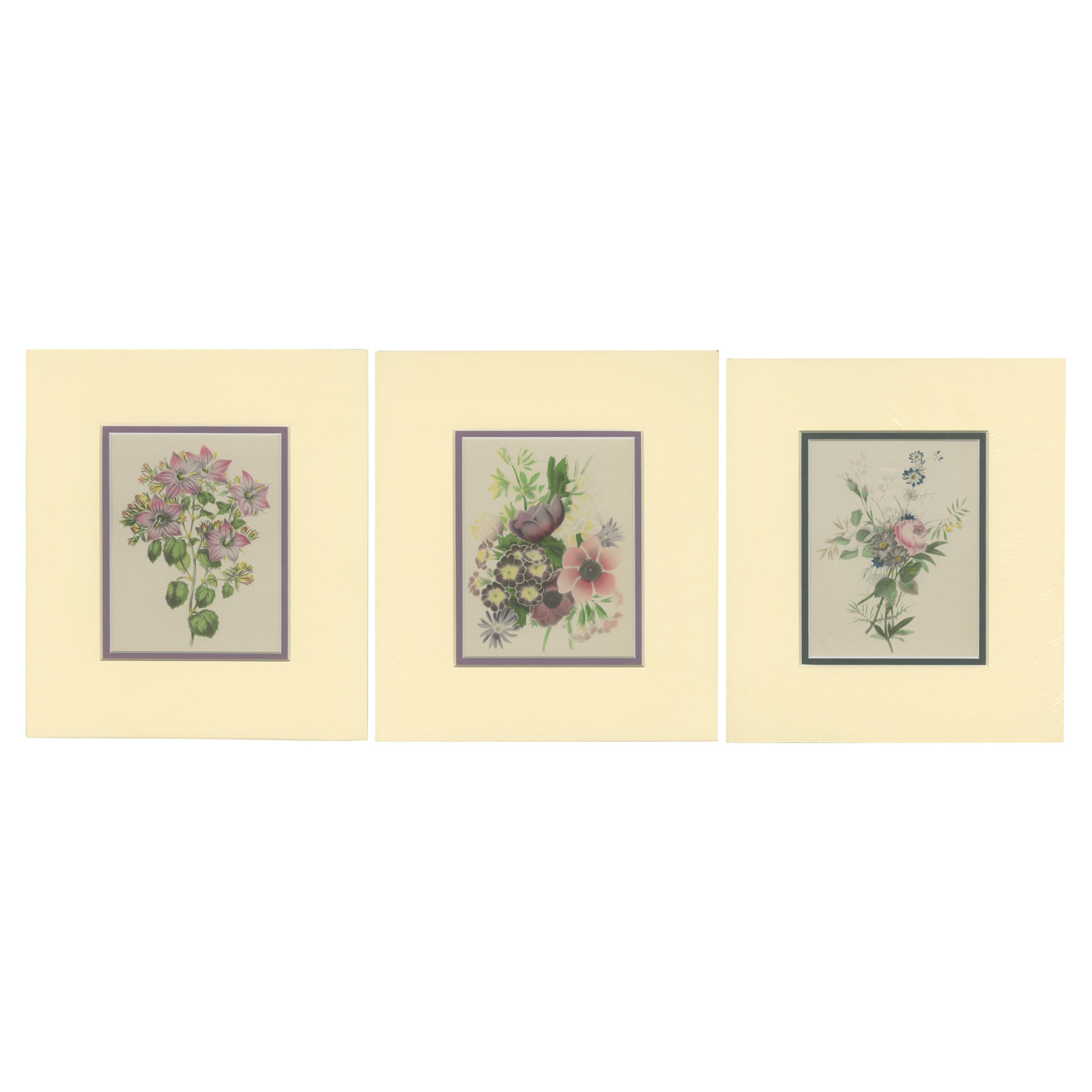 Vintage Botanical Treasures: Set of Three Flower Prints, circa 1930 For Sale