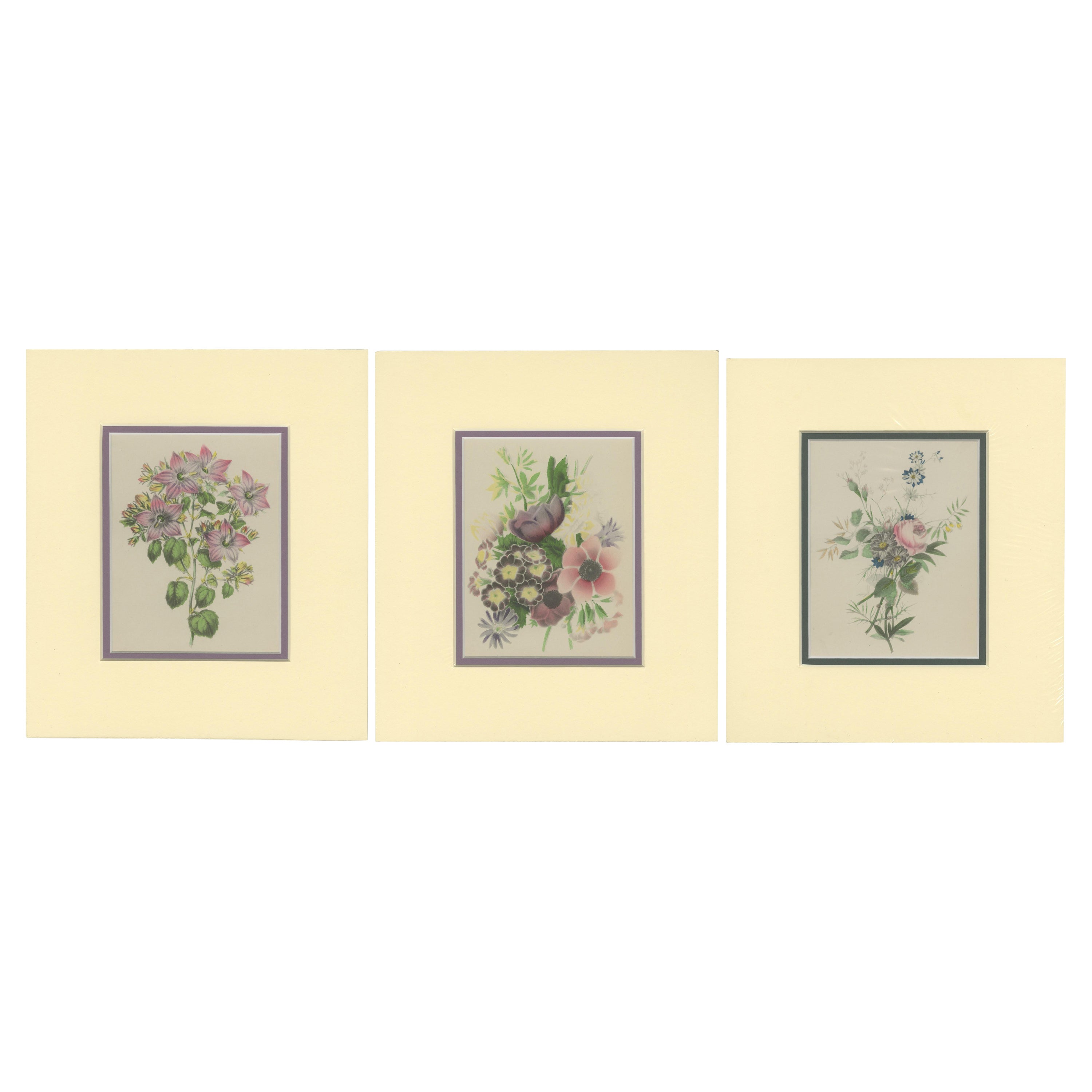 Tesori botanici d'epoca: Set di tre stampe di fiori, circa 1930
