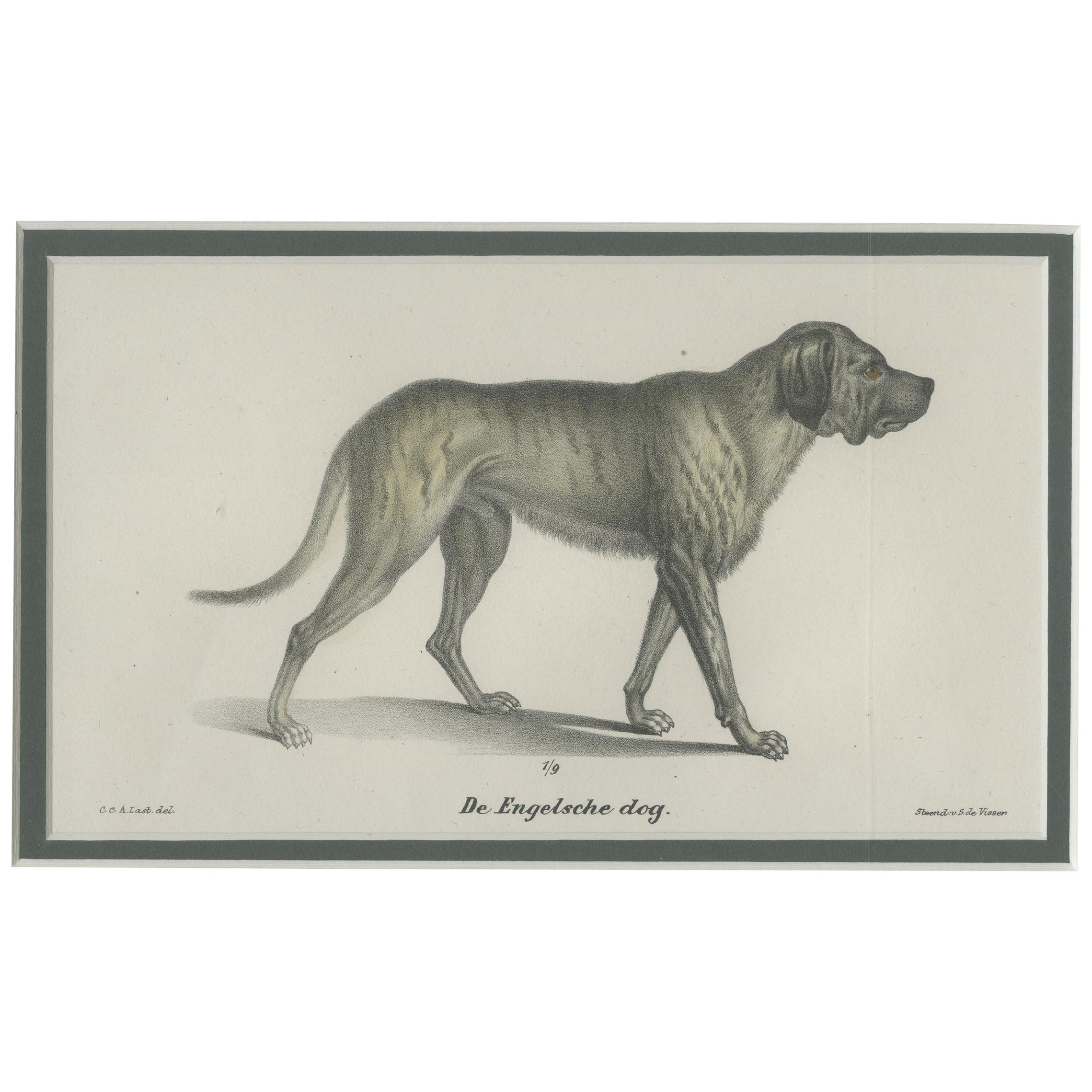 Antique Print of an English Mastiff Dog by Schinz '1845'