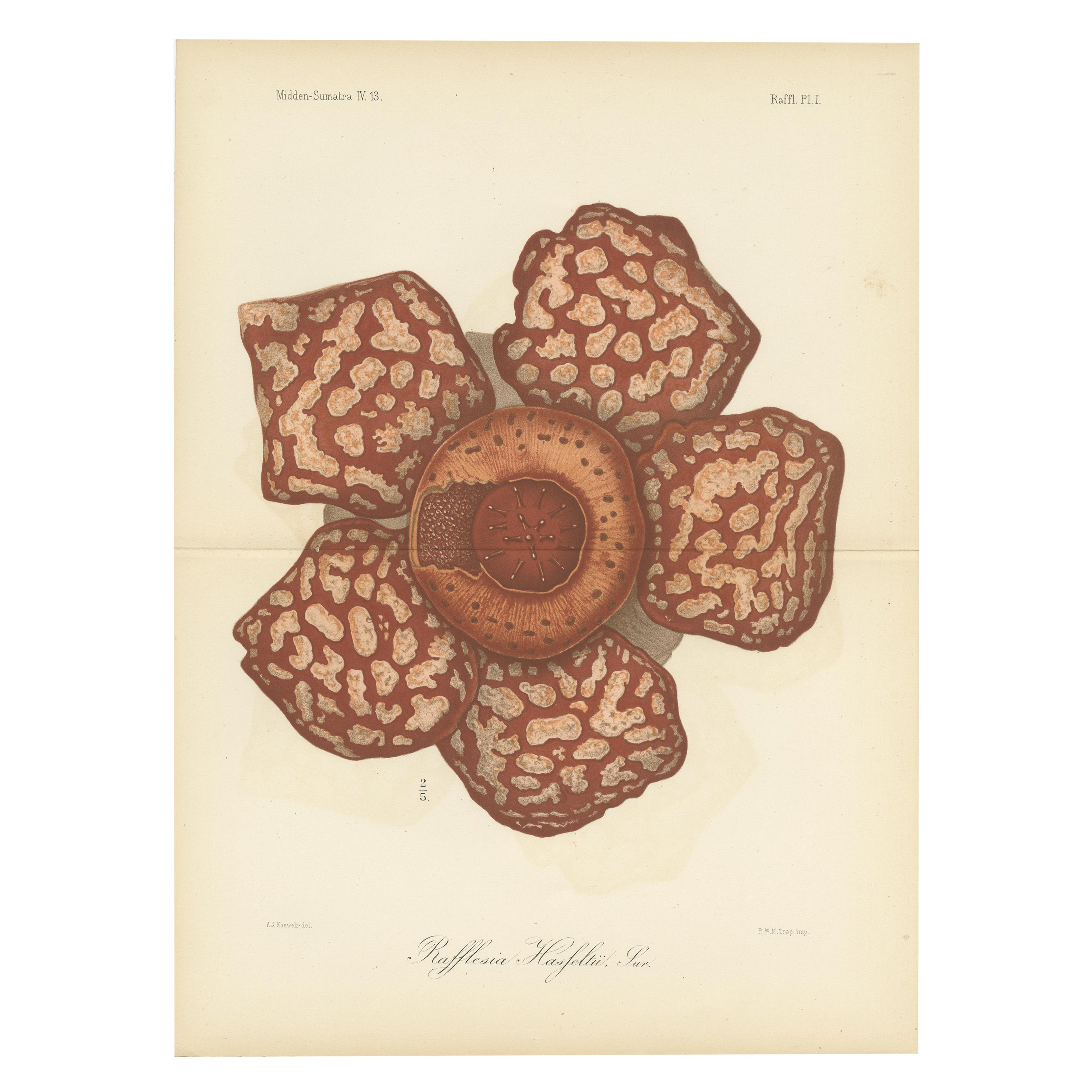 Antique Botany Print of the Rafflesia Hasseltii by Brill, '1884' For Sale