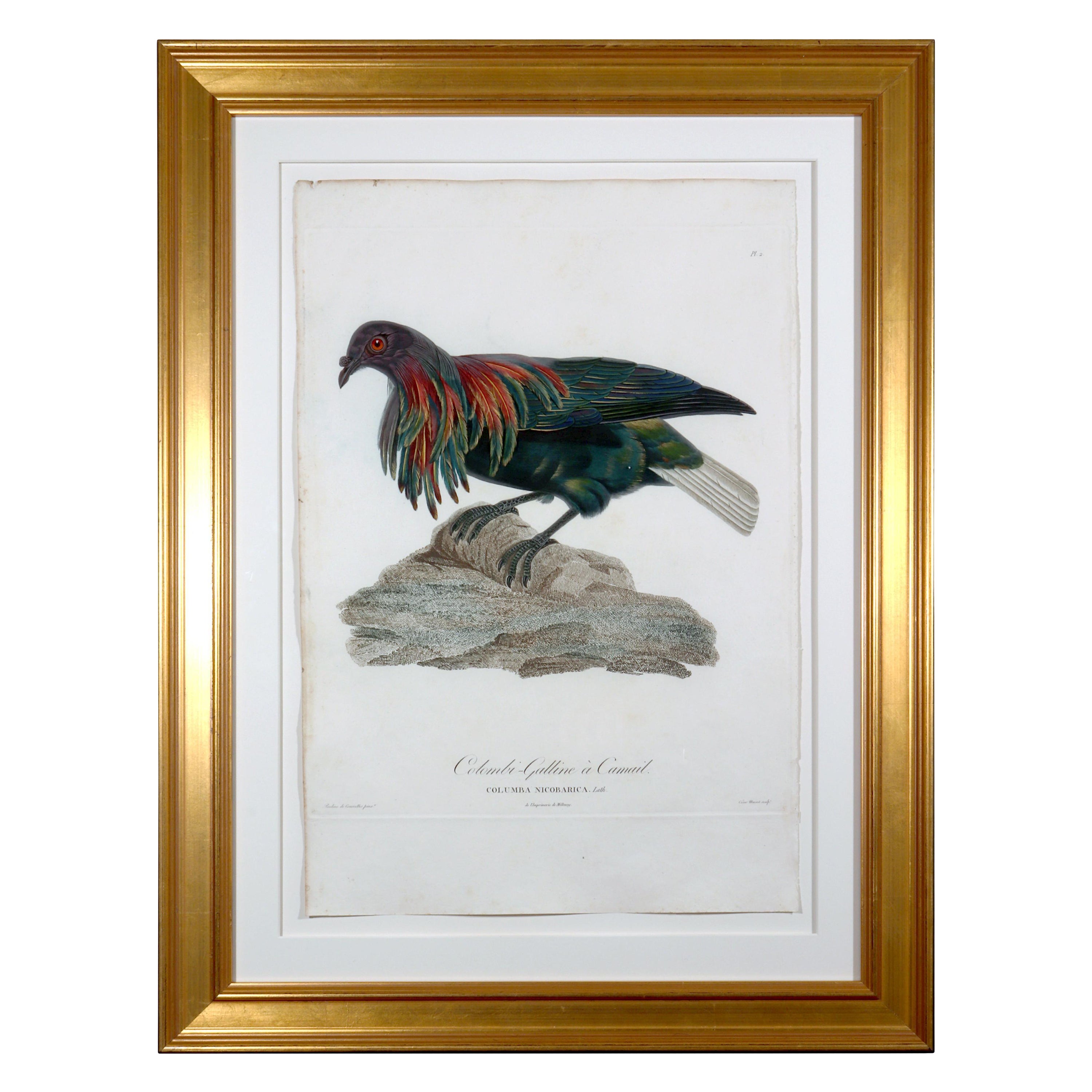 Woman Artist-Madame Pauline Knipp Engraving of an Exotic Pigeon