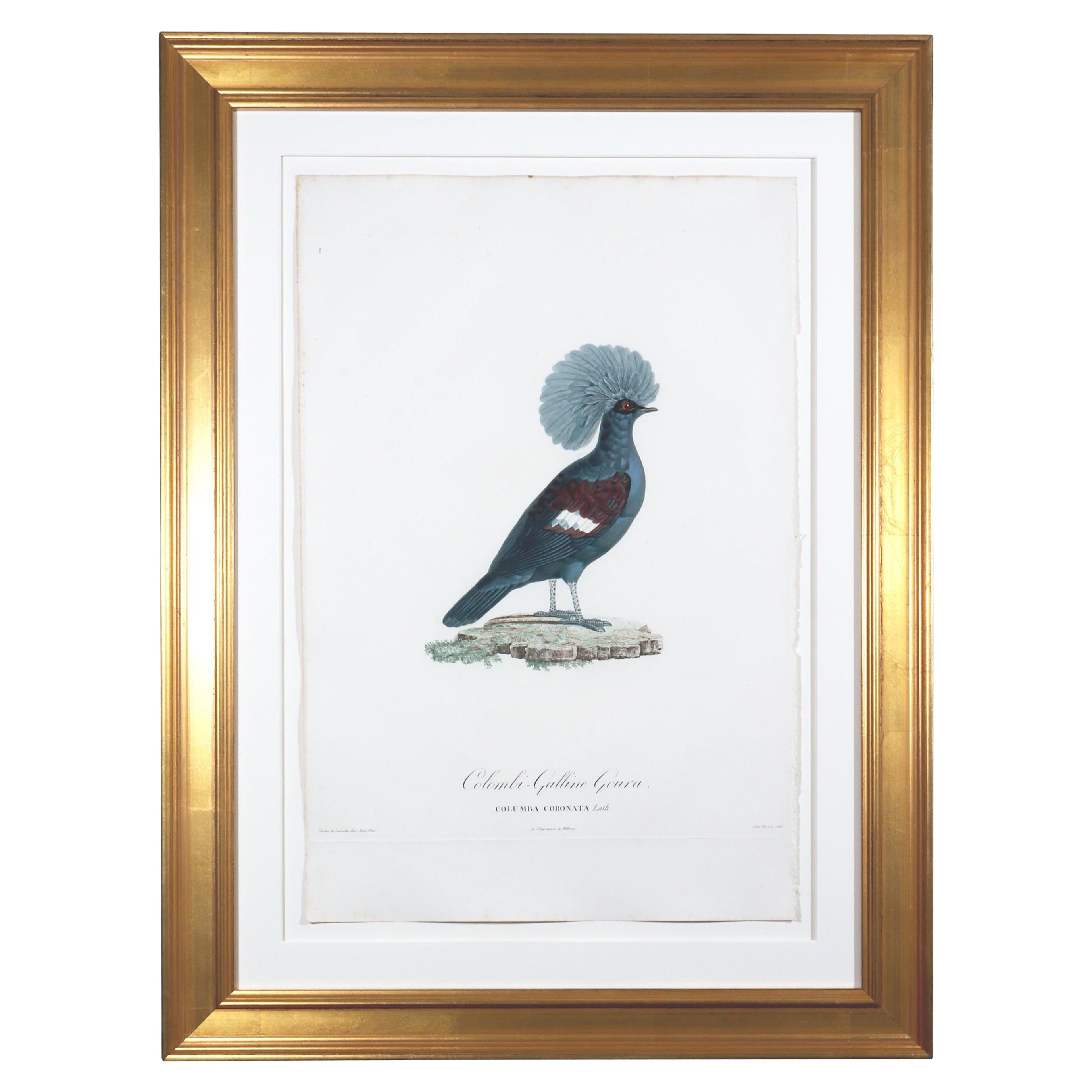 Gravure d'un pigeon par Madame Pauline Knipp, Colombi-Galline Goura en vente