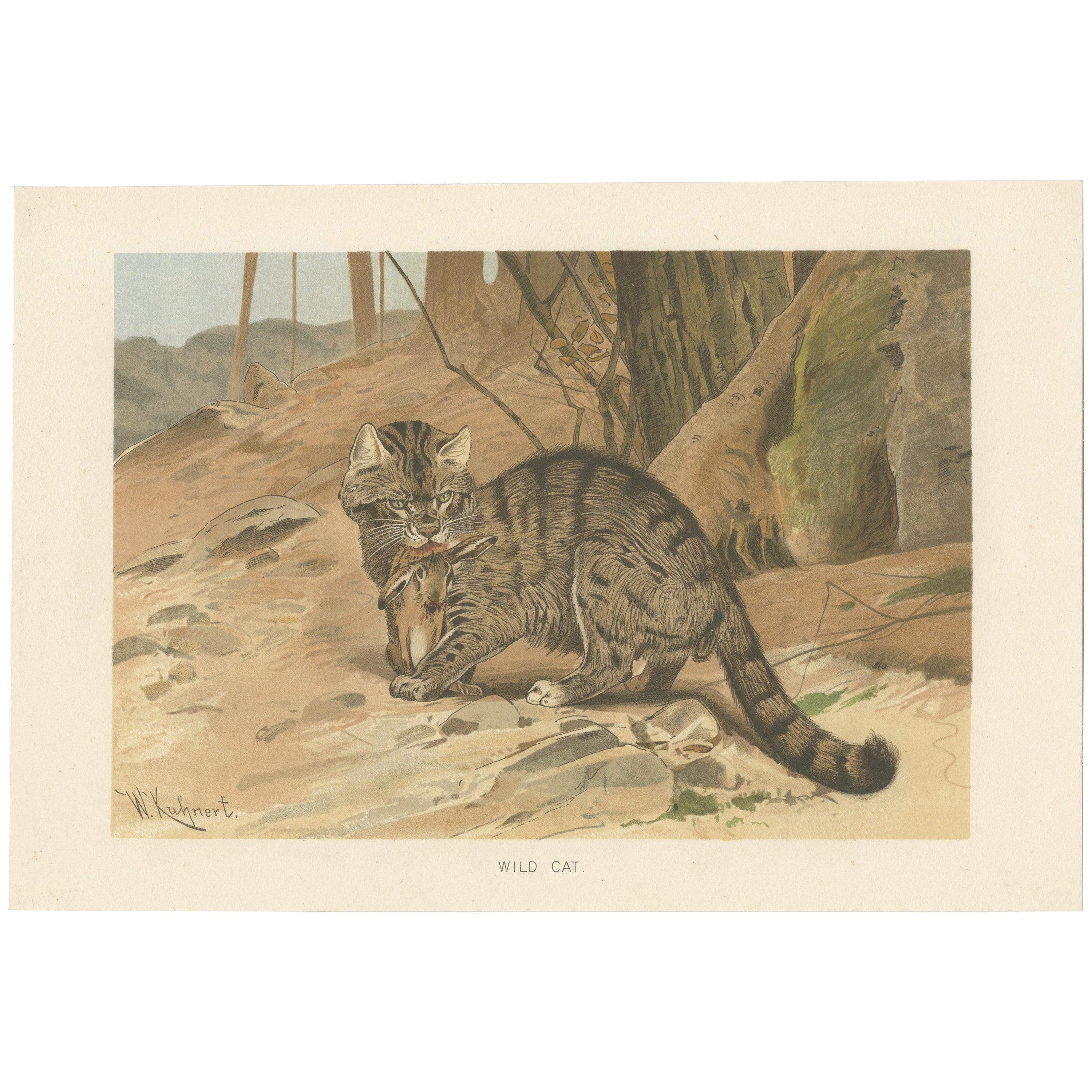 Antique Print of a Wild Cat by Lydekker '1894' For Sale