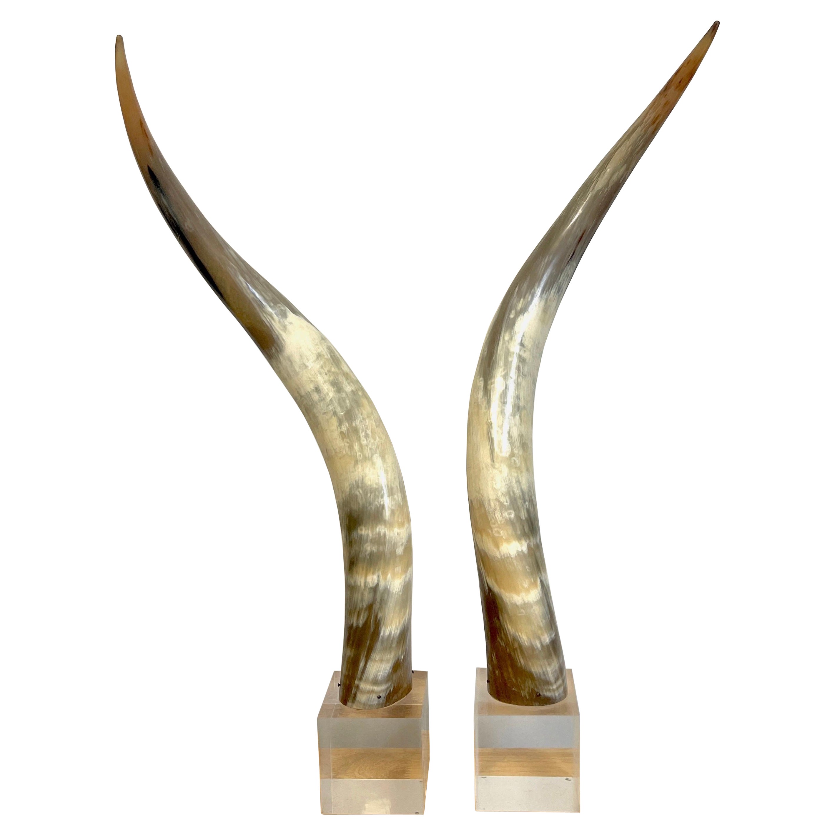 Pair of Large Mid Century Natural Polished Steer Horns on Lucite Pedestals For Sale