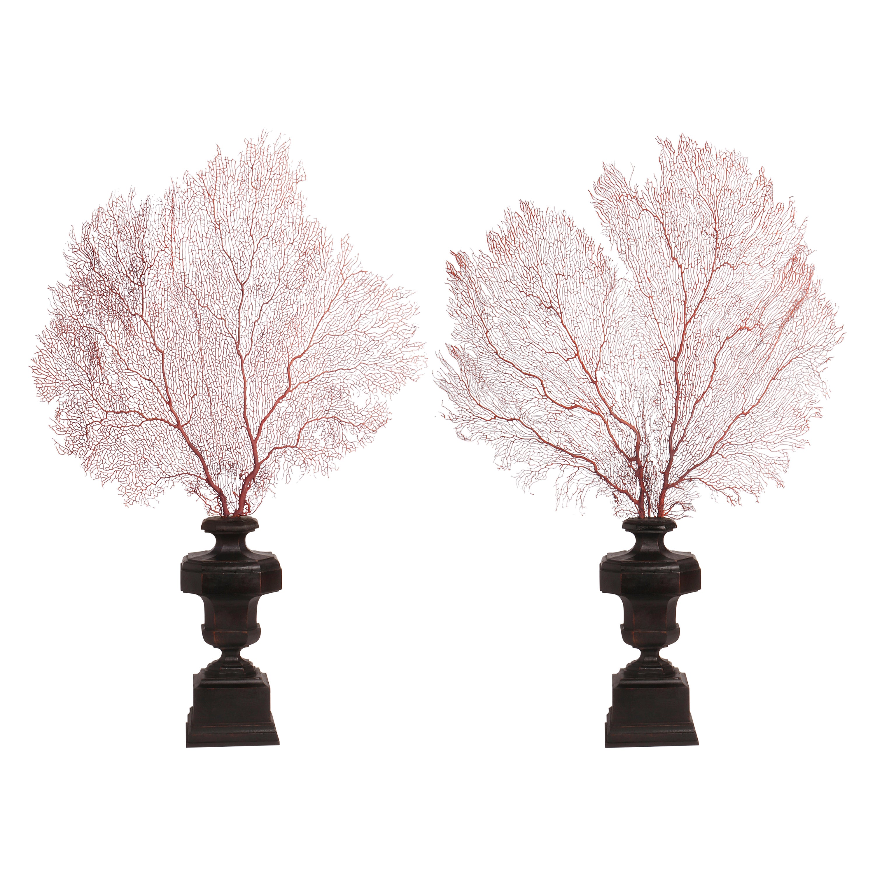 Pair of Horny Coral Branches, Italy, 1870