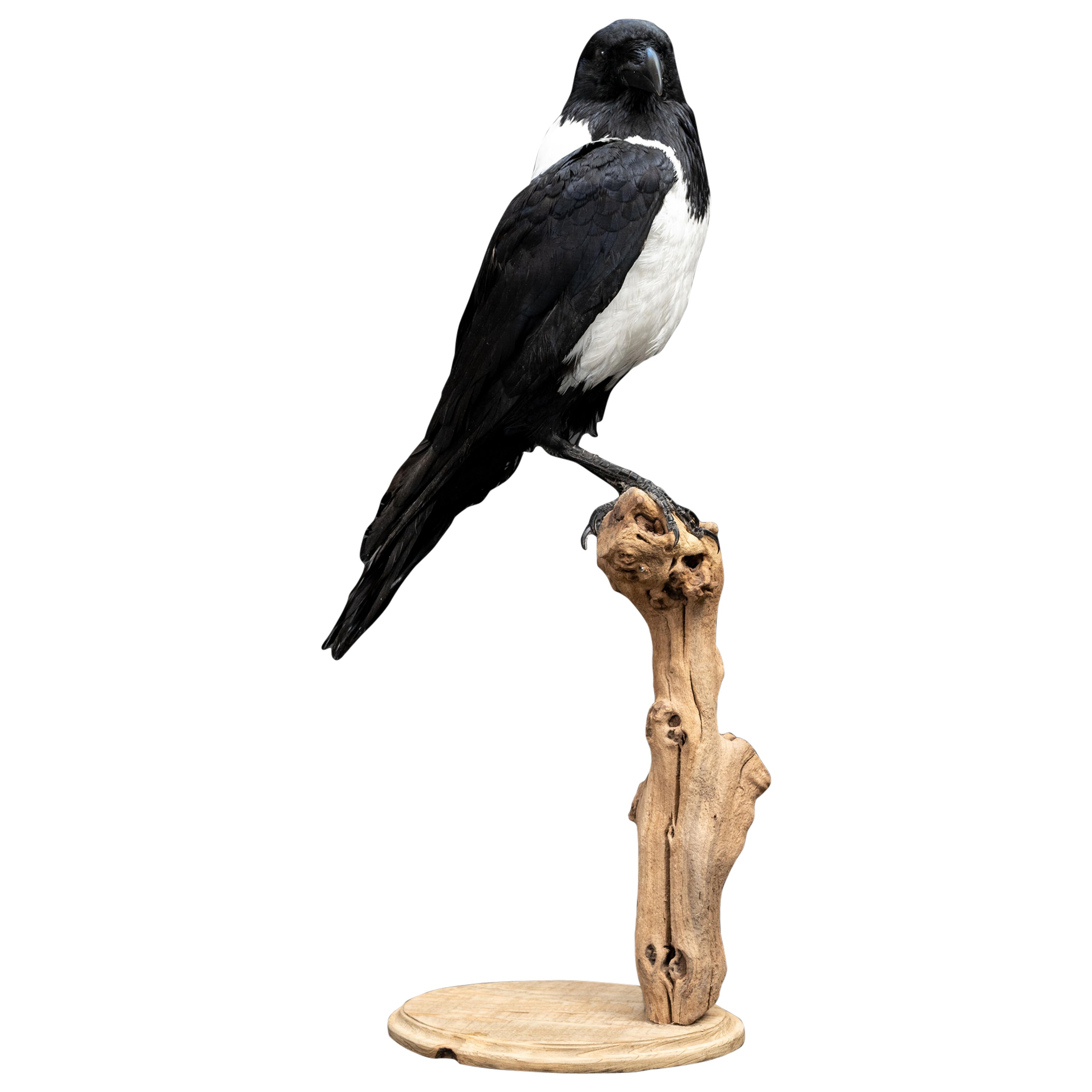 Mounted Pied Crow Taxidermy