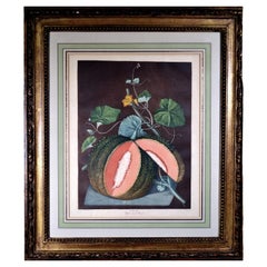 Gravure de George Brookshaw représentant un melon, planche LXV, roche blanche voilée
