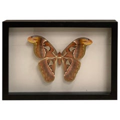 Beautifull Display Case with Giant Atlas Butterfly