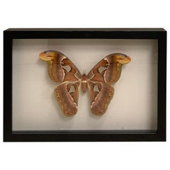 Beautifull Display Case with Giant Atlas Butterfly