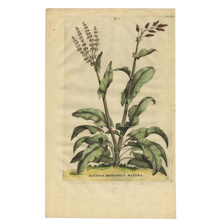 Acetosa Hispanica Maxima, Munting, 1696 For Sale