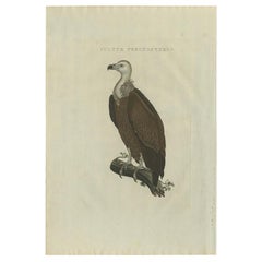 Impression ancienne d'un vulture d'oiseau par Sepp & Nozeman, 1829