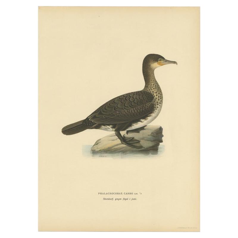 Impression oiseau ancienne d'un jeune grand cormoran par Von Wright, 1929
