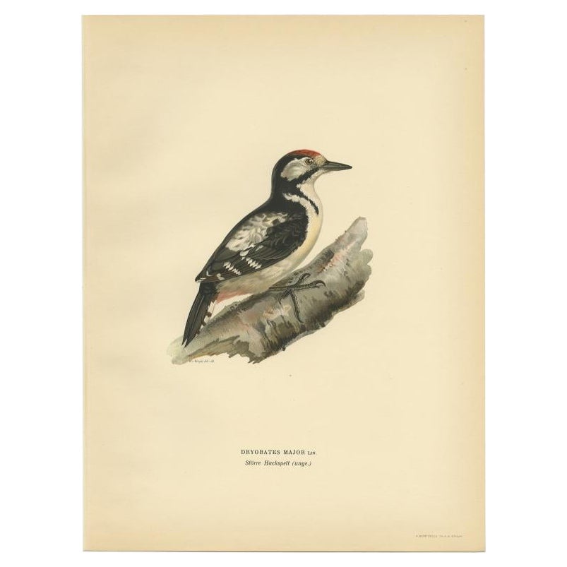 Antique Bird Print of a Young Great Spotted Woodpecker by Von Wright, 1927 For Sale