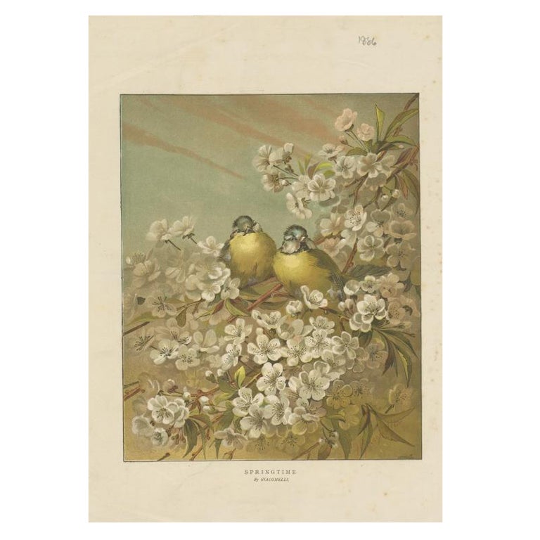 Antique Bird Print of Birds in Springtime, 1886 For Sale