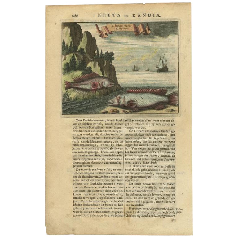 Rare Engraving Picturing Fish from Crete and Dutch Ships, Coloured, 1688 For Sale
