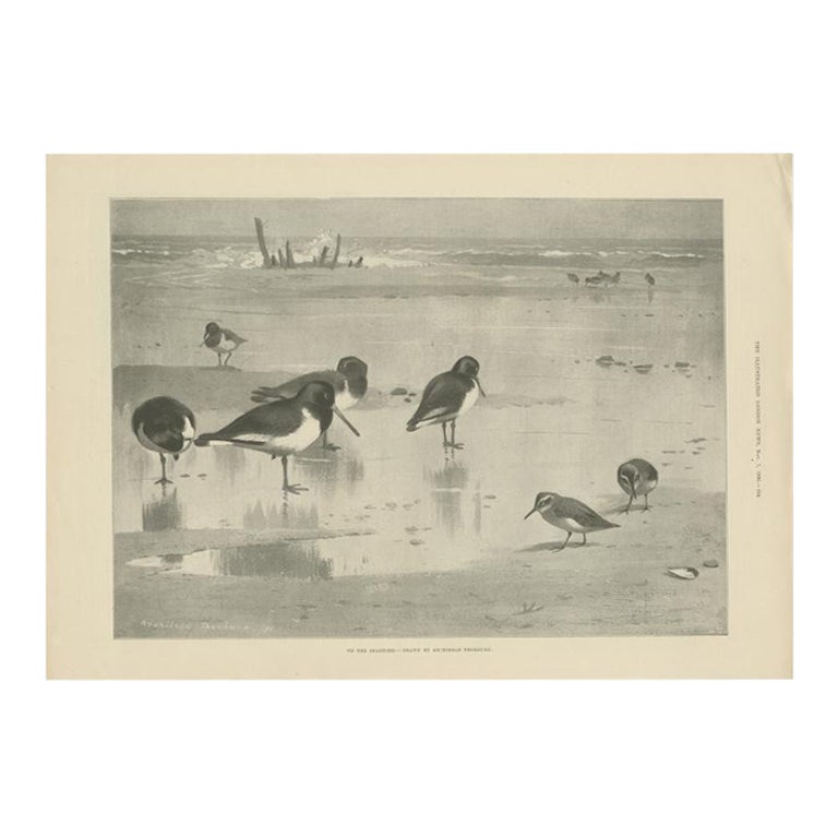 Impression ancienne d'oiseaux sur le rivage marin, réalisée d'après A. Thorburn, 1896