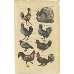 Antique Bird Print of Chicken and Fowl Species by Johnston, 1657