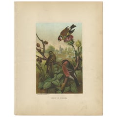 Antique Bird Print of Finches by Prang, 1898