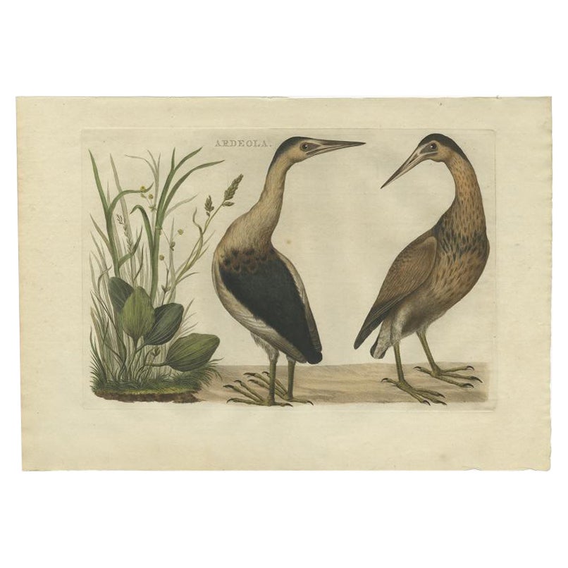 Antique Bird Print of Herons by Sepp & Nozeman, 1770 For Sale