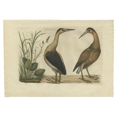 Antique Bird Print of Herons by Sepp & Nozeman, 1770