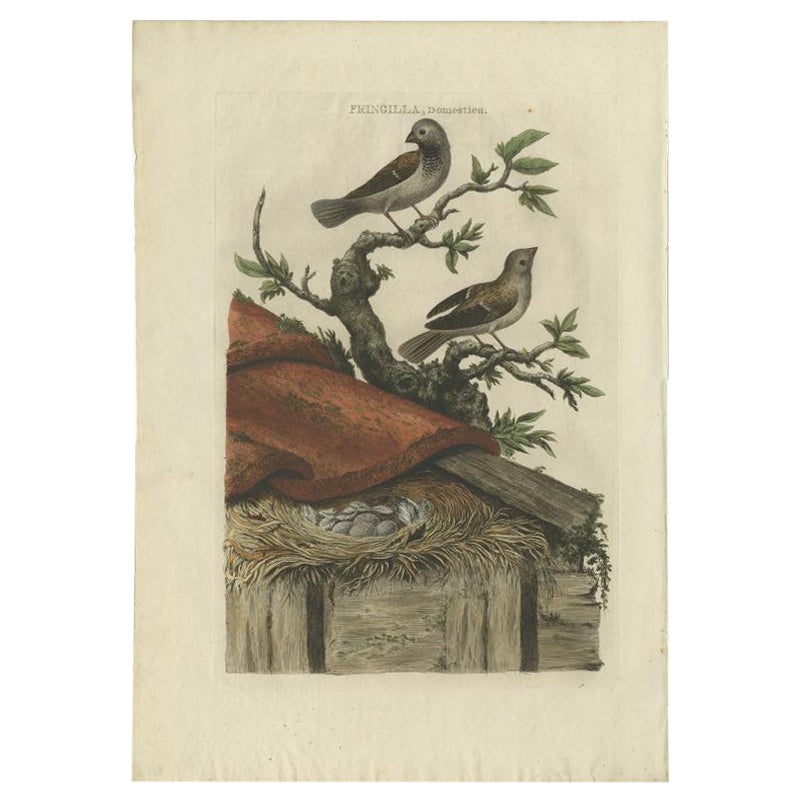 Antique Bird Print of House Sparrows by Sepp & Nozeman, 1770 For Sale