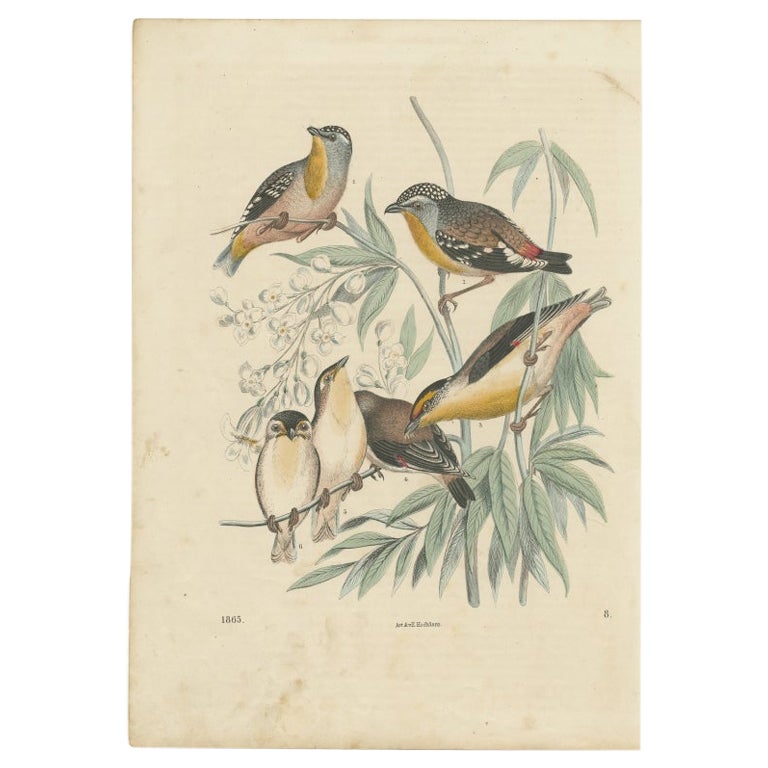 Antique Bird Print of Australian Pardalotes by Hoffmann, 1865