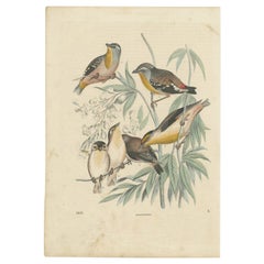 Antique Bird Print of Australian Pardalotes by Hoffmann, 1865