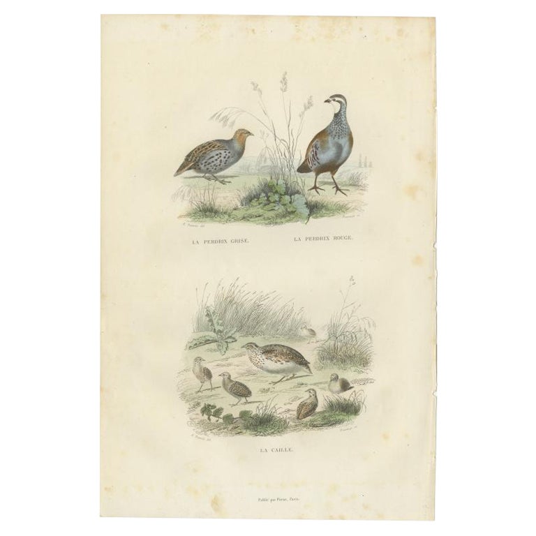 Stampa antica originale della pernice grigia, della pernice rossa e della quaglia, 1841