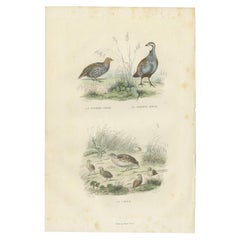 Original antiker Originaldruck des grauen Partridges, des roten Partridges und des Quails, 1841
