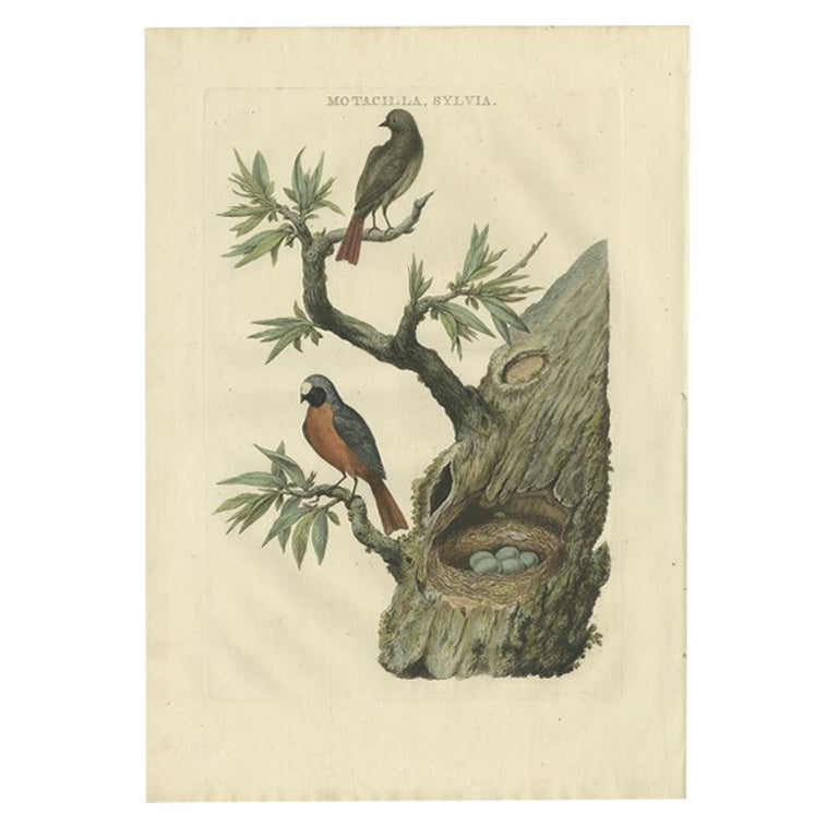 Antique Bird Print of Redstarts by Sepp & Nozeman, 1770 For Sale