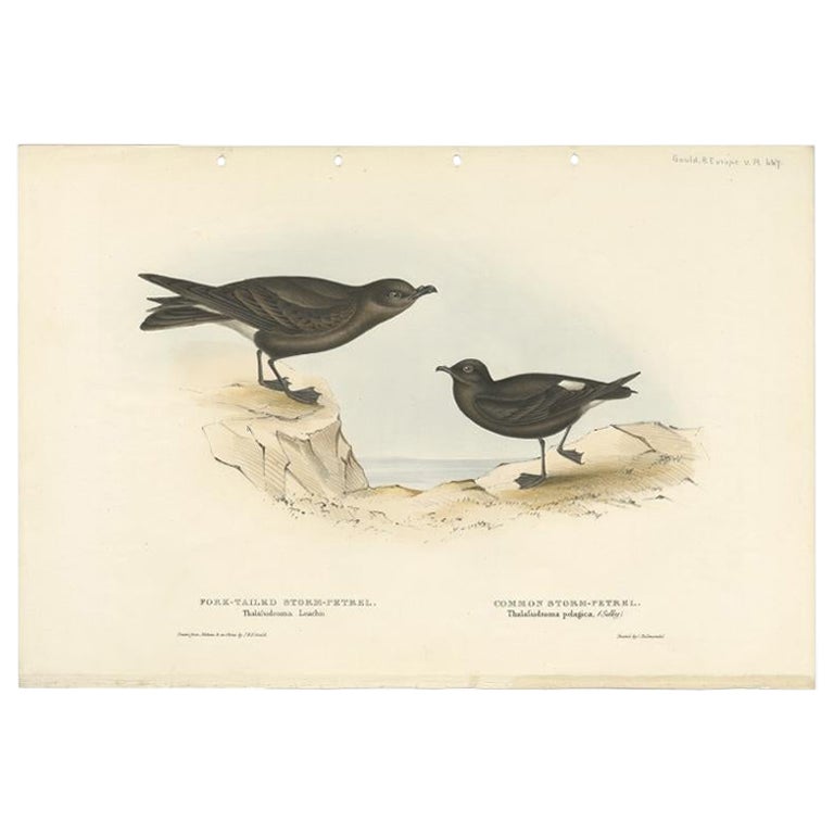 Antique Bird Print of Storm Petrels by Gould, 1832