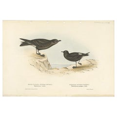 Impression ancienne d'oiseaux de pétroles de tempête par Gould, 1832