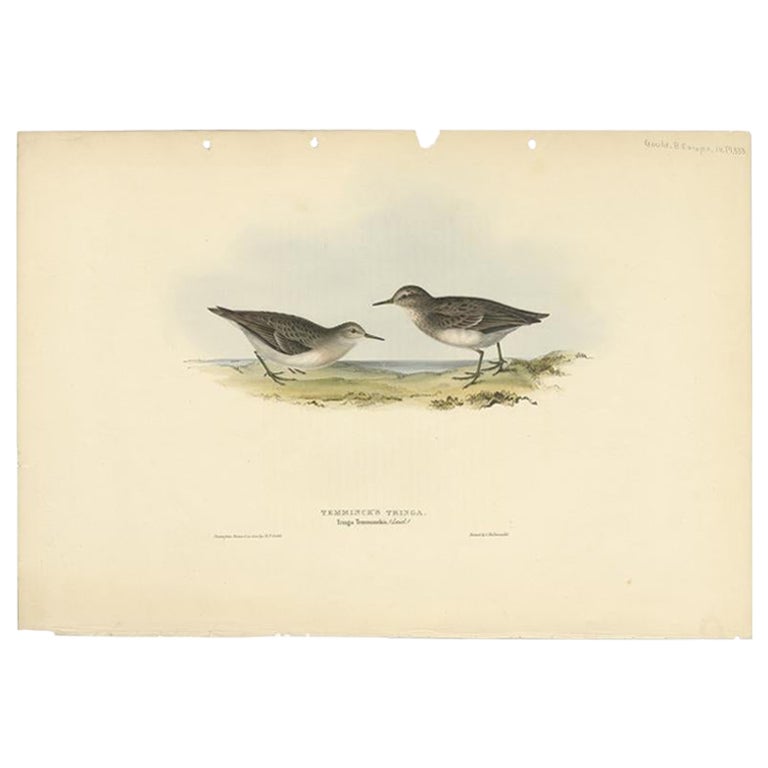 Stampa antica di uccelli del piovanello di Temminck di Gould, 1832