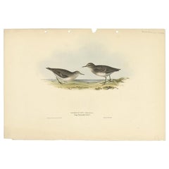 Stampa antica di uccelli del piovanello di Temminck di Gould, 1832