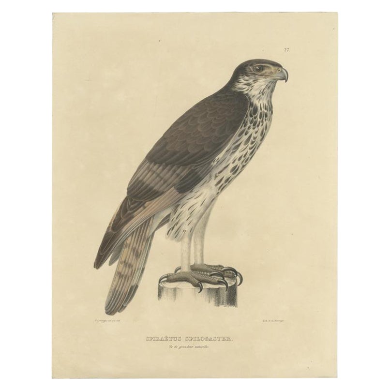 Impression oiseau ancienne de l'aigle africain, vers 1850