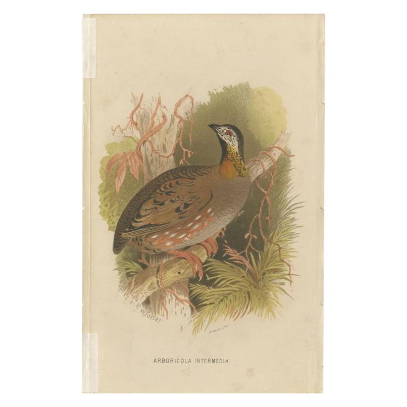 Antiker antiker Vogeldruck des Aracan Hill Partridge von Hume & Marshall, 1879