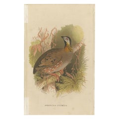 Impression ancienne d'oiseaux de la Partridge de l'Aracan Hill par Hume & Marshall, 1879